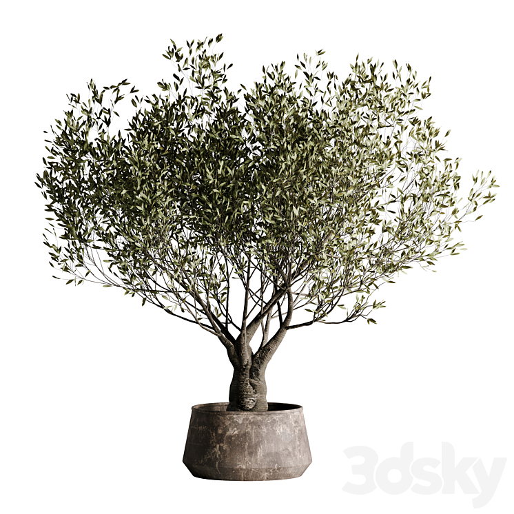 indoor plant set 09 3DS Max Model - thumbnail 1