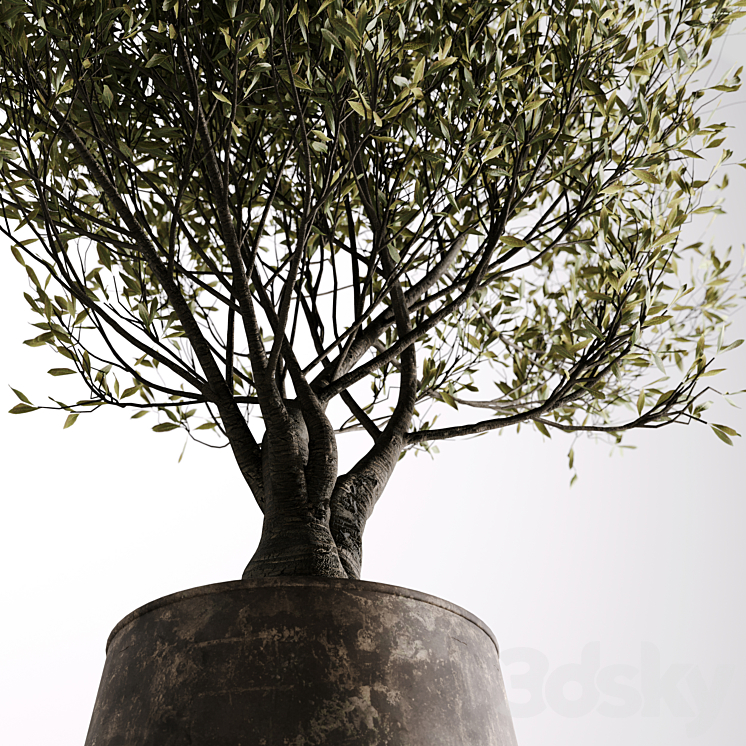 indoor plant set 09 3DS Max Model - thumbnail 2