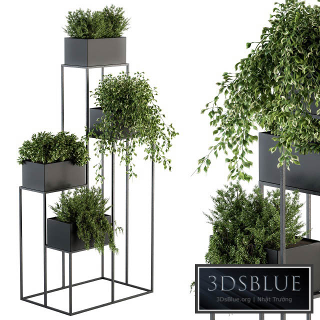 indoor Plant Set 100 – Black stand 3DS Max - thumbnail 3