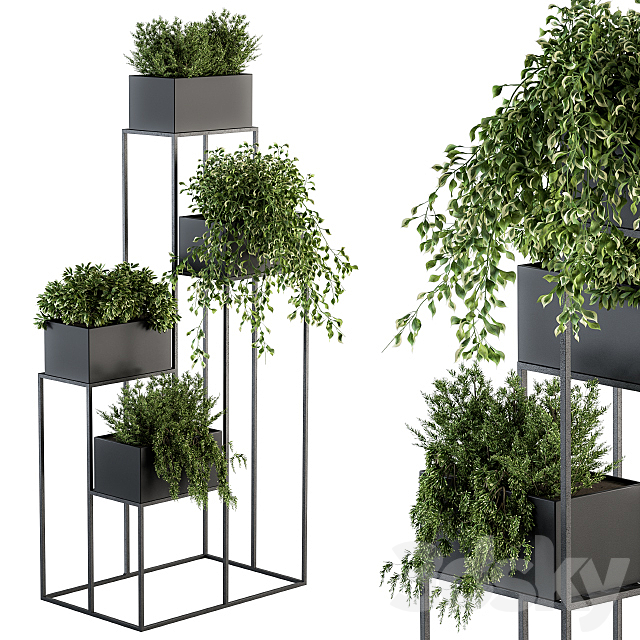 indoor Plant Set 100 – Black stand 3DSMax File - thumbnail 1