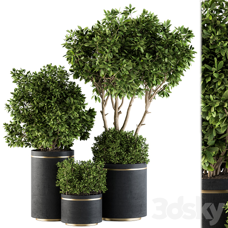 indoor Plant Set 105 – Black and Gold 3DS Max - thumbnail 1