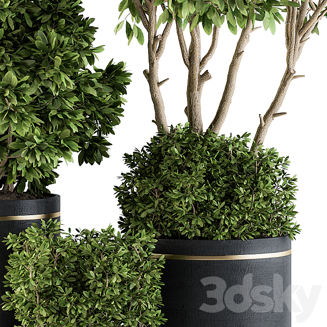 indoor Plant Set 105 – Black and Gold 3DSMax File - thumbnail 3