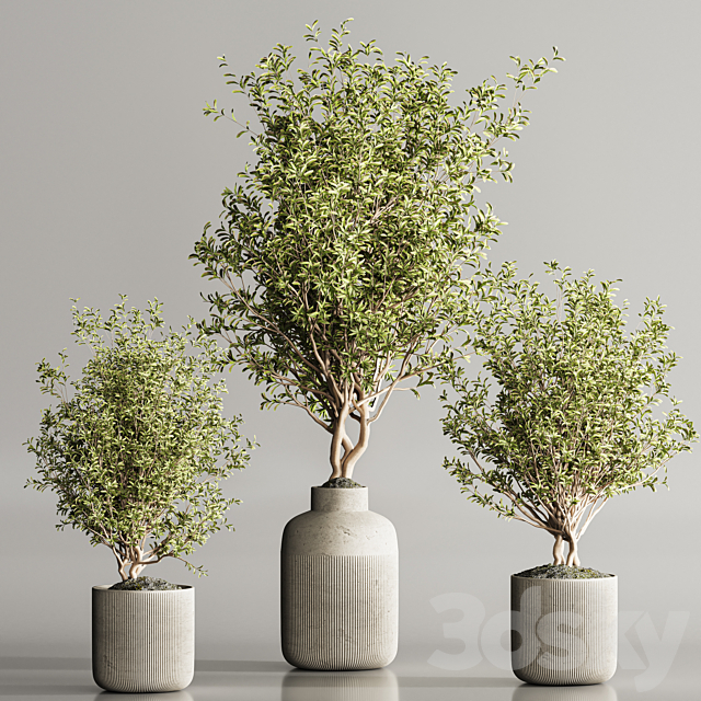 Indoor Plant Set 107 3DS Max Model - thumbnail 3