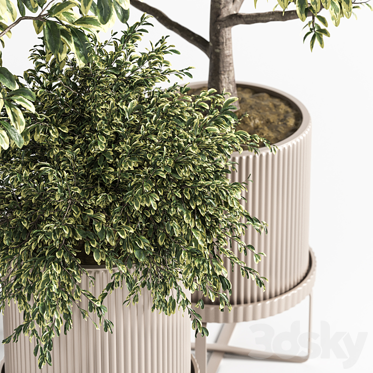 Indoor Plant Set 11 (Benjamin) 3DS Max - thumbnail 2