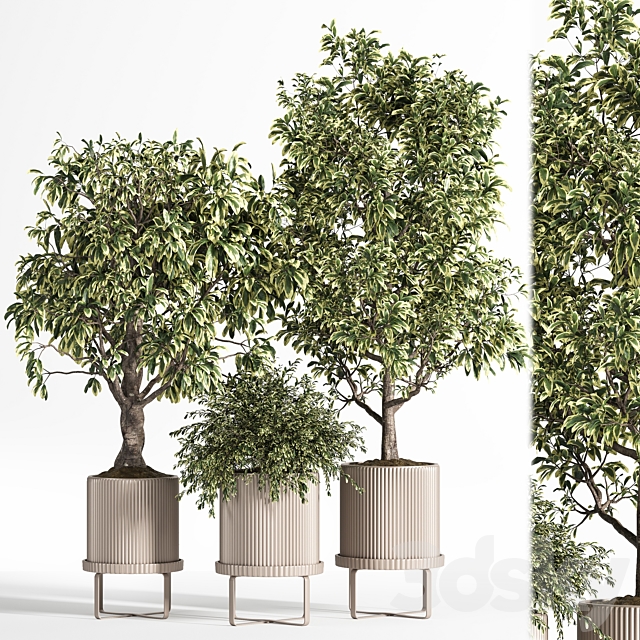 Indoor Plant Set 11 (Benjamin) 3DSMax File - thumbnail 1