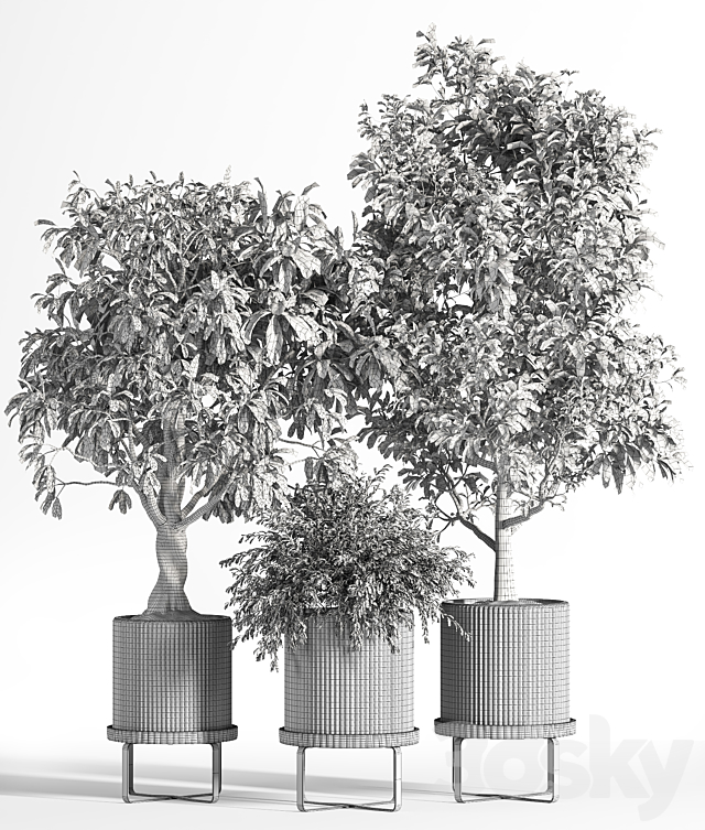 Indoor Plant Set 11 (Benjamin) 3DSMax File - thumbnail 5