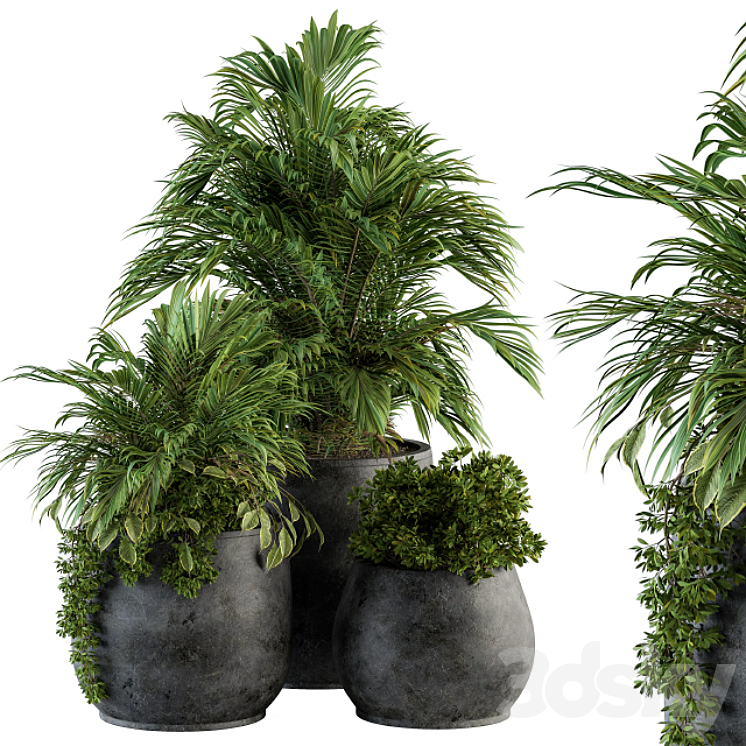 indoor Plant Set 113 – Black Pot 3DS Max - thumbnail 1