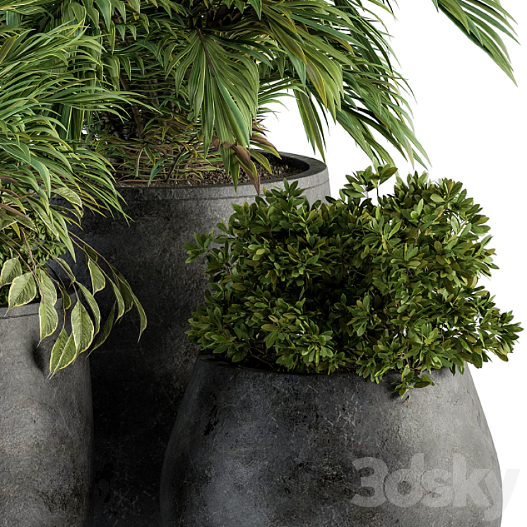 indoor Plant Set 113 – Black Pot 3DS Max - thumbnail 2