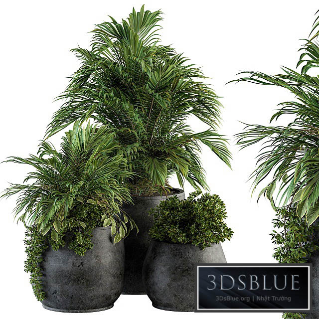 indoor Plant Set 113 – Black Pot 3DS Max - thumbnail 3