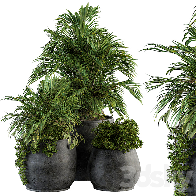 indoor Plant Set 113 – Black Pot 3DSMax File - thumbnail 1