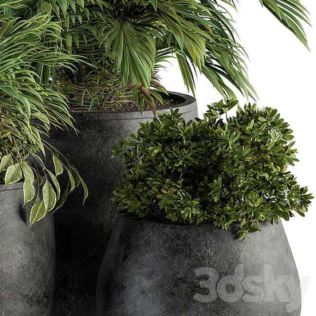 indoor Plant Set 113 – Black Pot 3DSMax File - thumbnail 2