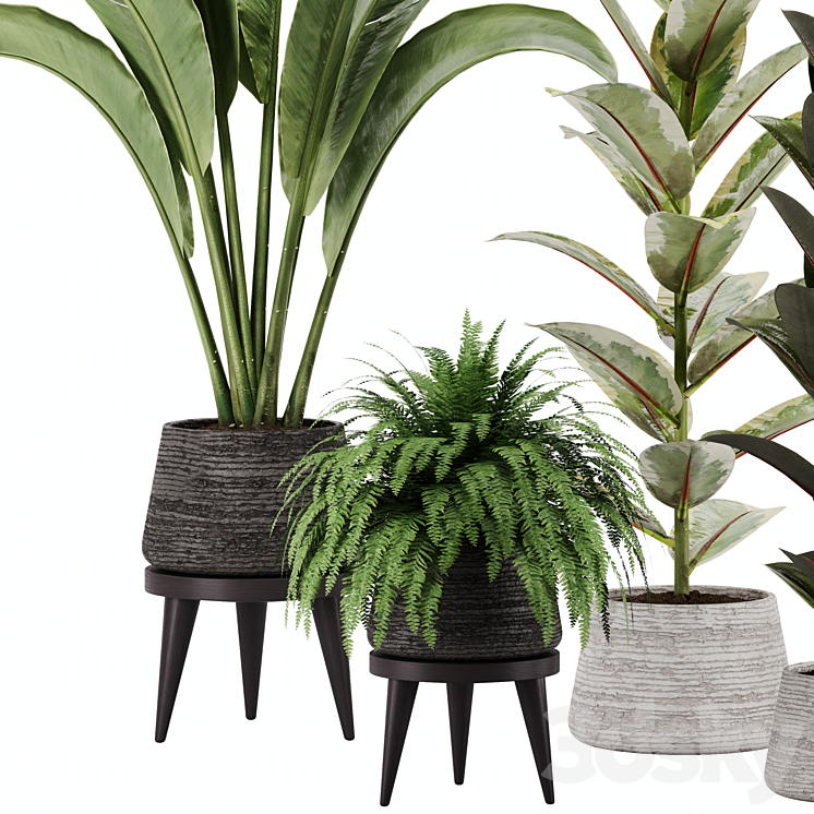 indoor plant Set 12 3DS Max - thumbnail 2