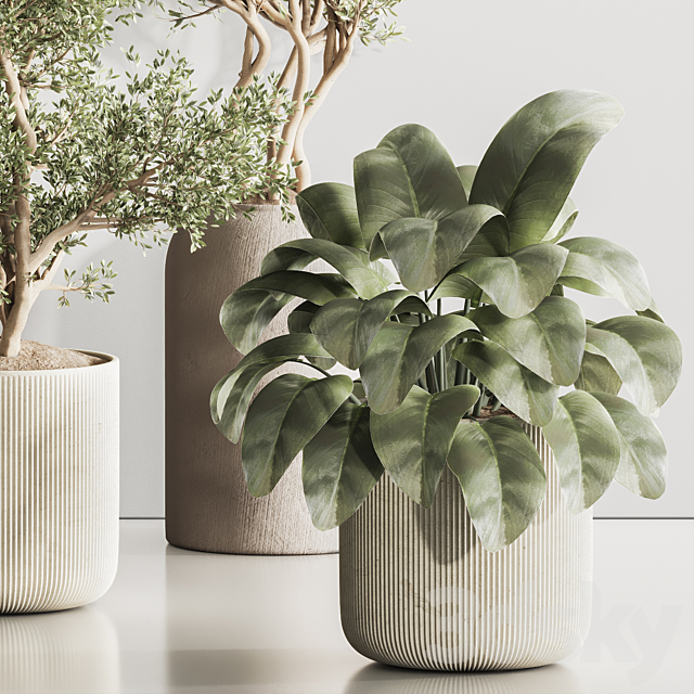 Indoor Plant Set 121 3DS Max Model - thumbnail 4