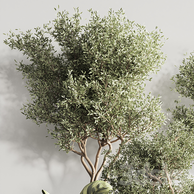 Indoor Plant Set 121 3DS Max Model - thumbnail 6