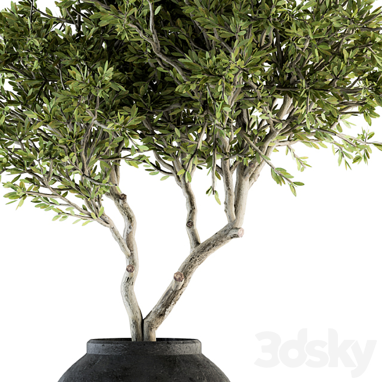 indoor Plant Set 128 – Tree in Pot 3DS Max - thumbnail 2