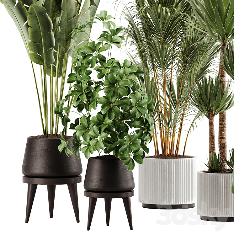 indoor plant Set 13 3DS Max Model - thumbnail 2