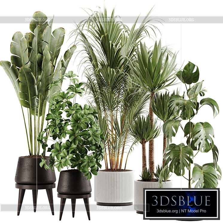 indoor plant Set 13 3DS Max - thumbnail 3