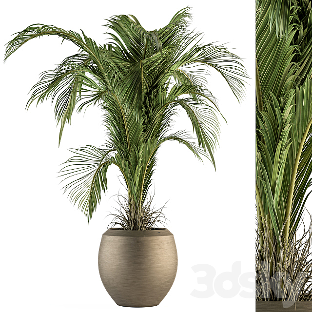 indoor Plant Set 132 – Tropical Plant 3DSMax File - thumbnail 1