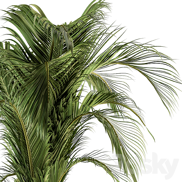 indoor Plant Set 132 – Tropical Plant 3DSMax File - thumbnail 3