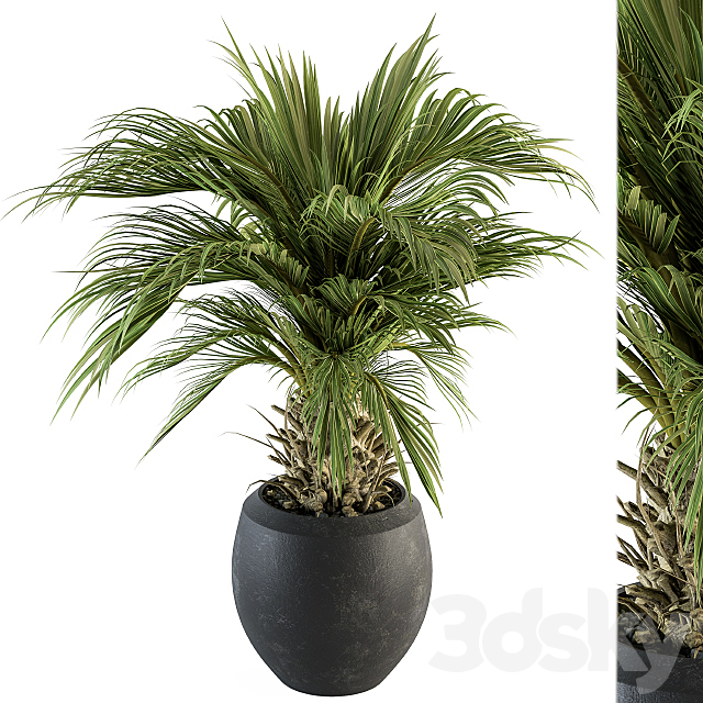 indoor Plant Set 133 – Palm Plant in Pot 3DS Max Model - thumbnail 2