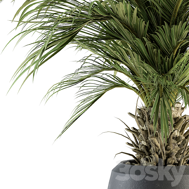 indoor Plant Set 133 – Palm Plant in Pot 3DS Max Model - thumbnail 3