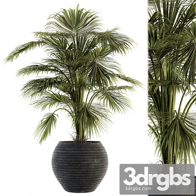 Indoor plant set 137 – tropical plant - thumbnail 1