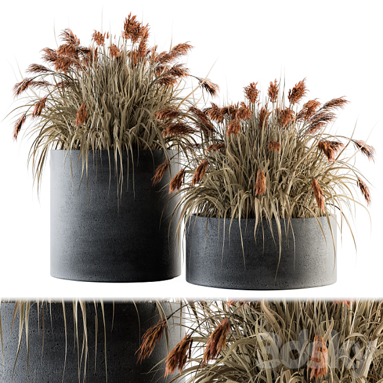 indoor Plant Set 140 – Indian Grass 3DS Max - thumbnail 1