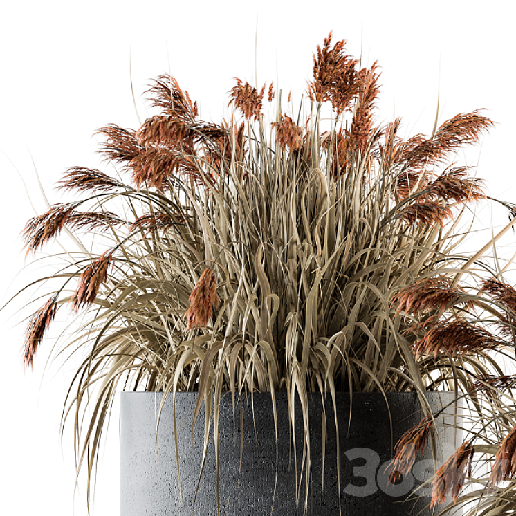 indoor Plant Set 140 – Indian Grass 3DS Max - thumbnail 2