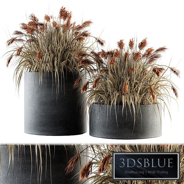 indoor Plant Set 140 – Indian Grass 3DS Max - thumbnail 3