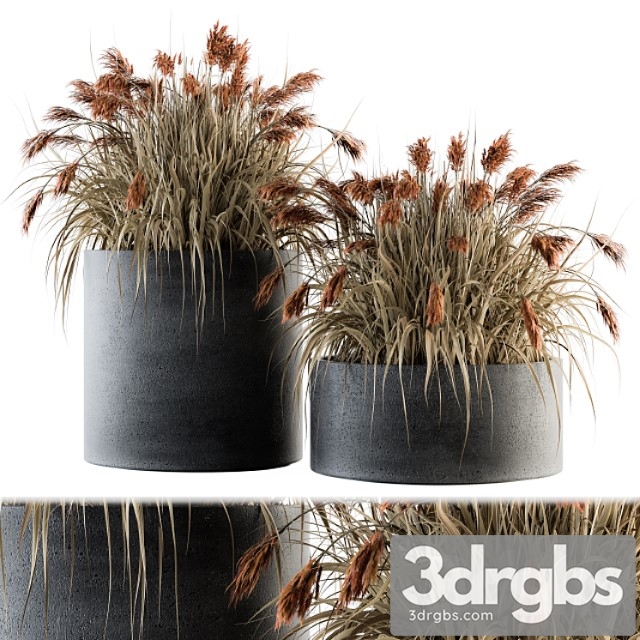 Indoor plant set 140 – indian grass - thumbnail 1