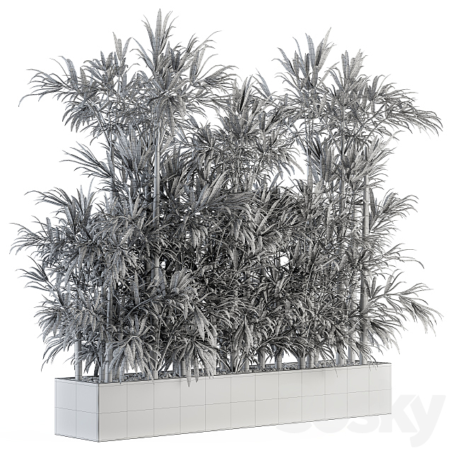 Indoor Plant Set 144 – Bamboo in Plant Box 3DS Max Model - thumbnail 5