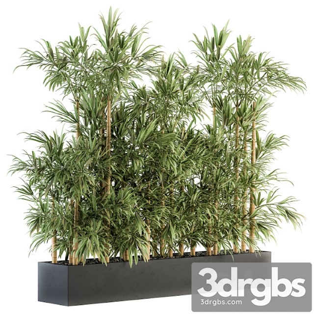 Indoor plant set 144 – bamboo in plant box - thumbnail 1