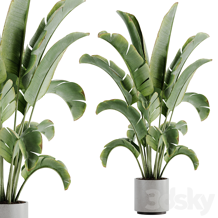 indoor plant Set 15 3DS Max Model - thumbnail 1