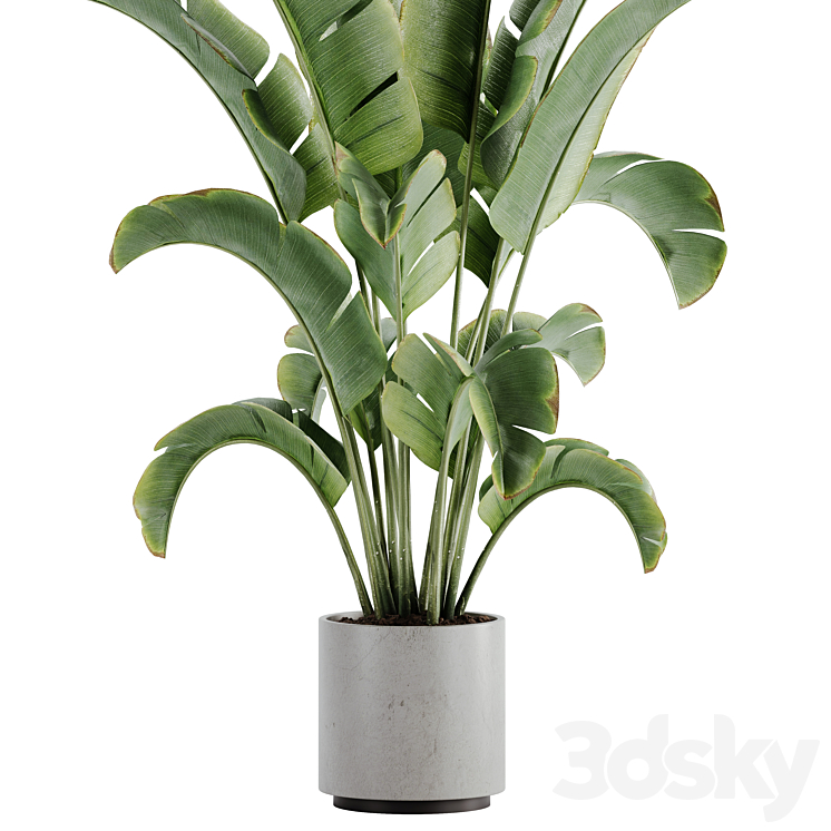 indoor plant Set 15 3DS Max Model - thumbnail 2