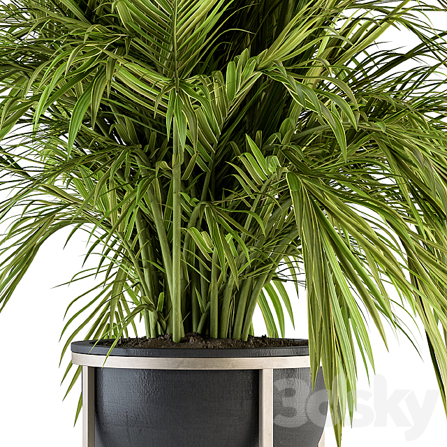 indoor Plant Set 158 – Tropical Plant 3DS Max Model - thumbnail 2