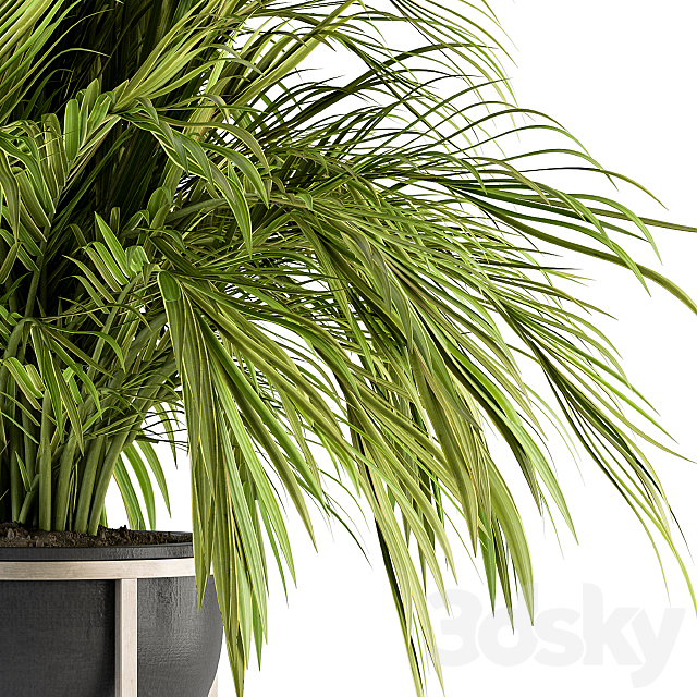 indoor Plant Set 158 – Tropical Plant 3DS Max Model - thumbnail 3