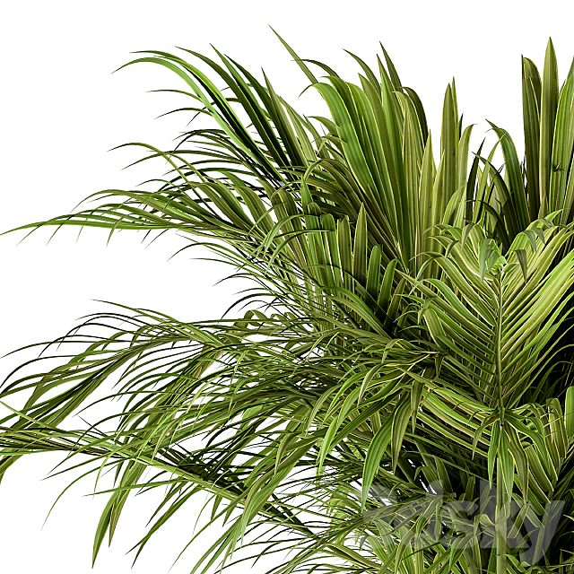 indoor Plant Set 158 – Tropical Plant 3DS Max Model - thumbnail 4