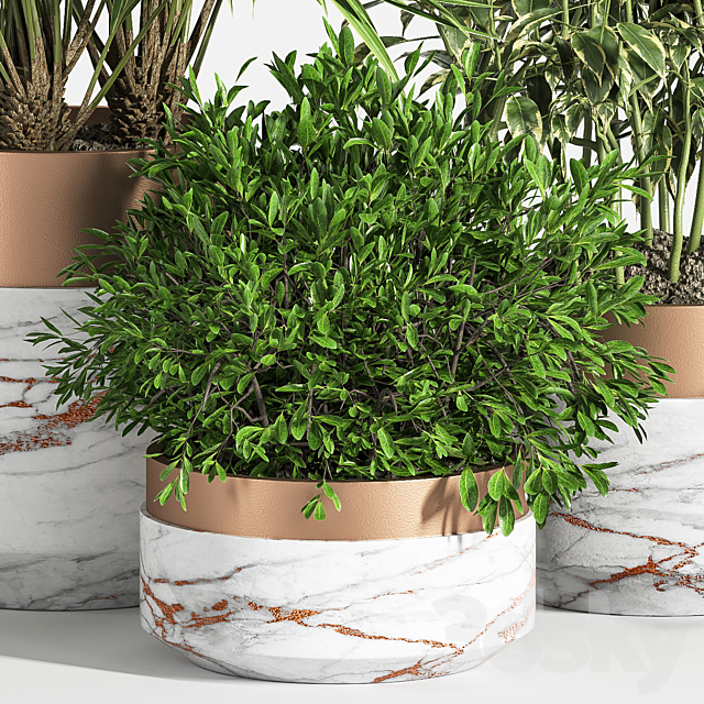 Indoor Plant Set 16 3DS Max Model - thumbnail 4