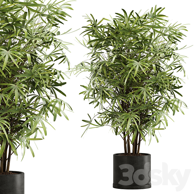 indoor plant Set 16 3DSMax File - thumbnail 1