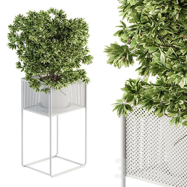 indoor Plant Set 174 – Plant in stand box 3DSMax File - thumbnail 2