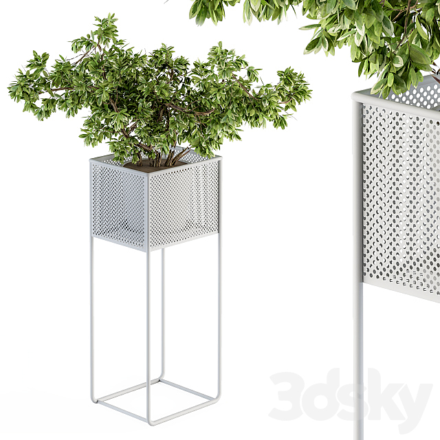 indoor Plant Set 174 – Plant in stand box 3DSMax File - thumbnail 3