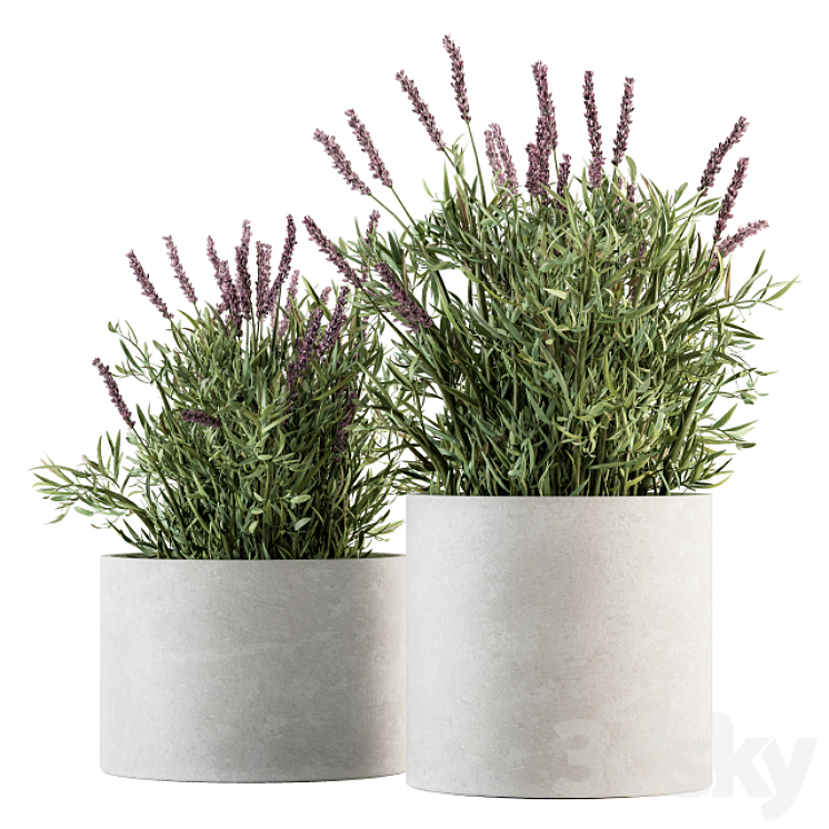 indoor Plant Set 183 – Lavender Bush 3DS Max - thumbnail 1