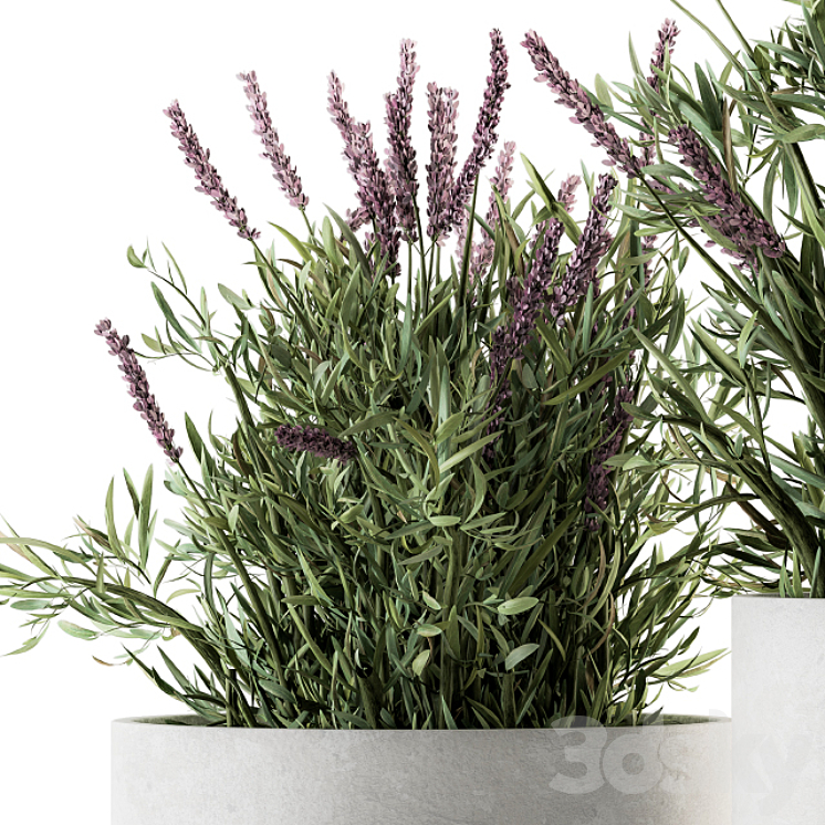 indoor Plant Set 183 – Lavender Bush 3DS Max - thumbnail 2