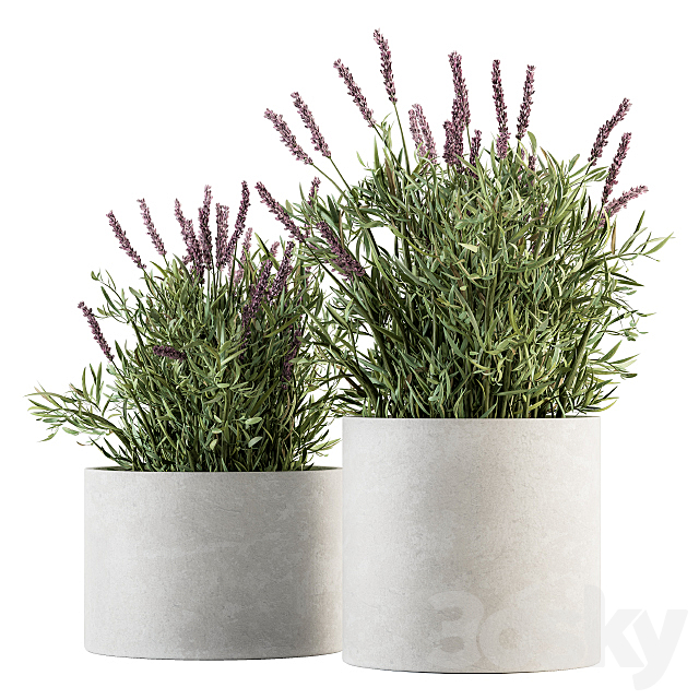 indoor Plant Set 183 – Lavender Bush 3DSMax File - thumbnail 1