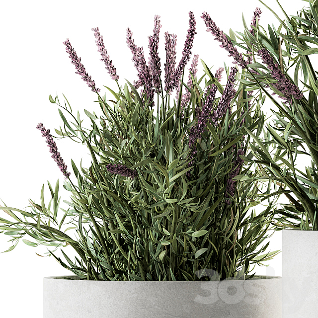 indoor Plant Set 183 – Lavender Bush 3DSMax File - thumbnail 2