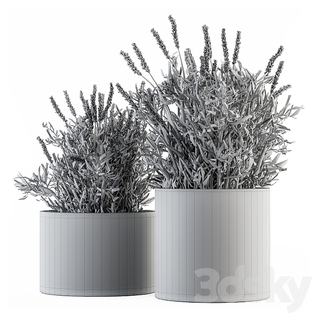 indoor Plant Set 183 – Lavender Bush 3DSMax File - thumbnail 4