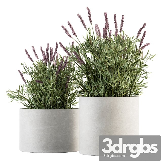 Indoor plant set 183 – lavender bush - thumbnail 1