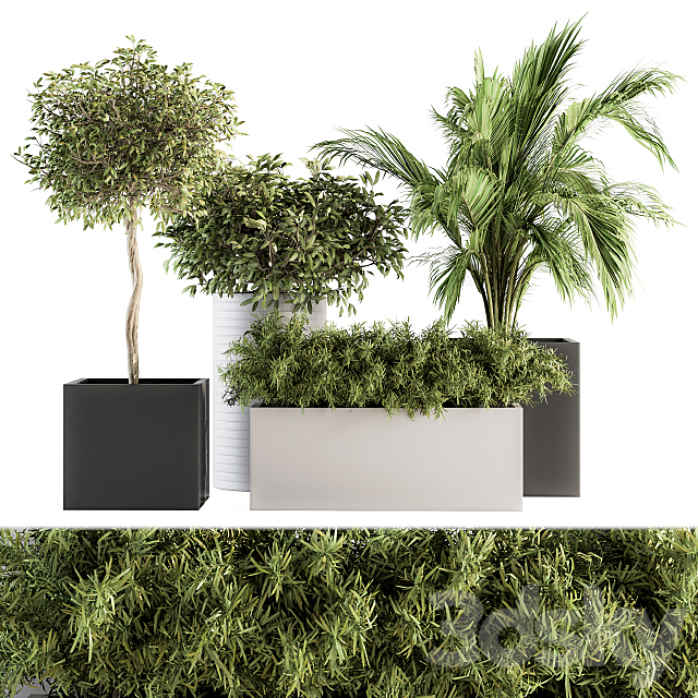 indoor Plant Set 188 – Plant Boxes 3DSMax File - thumbnail 1