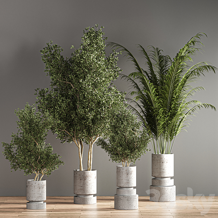 indoor plant set 19 3DS Max Model - thumbnail 2