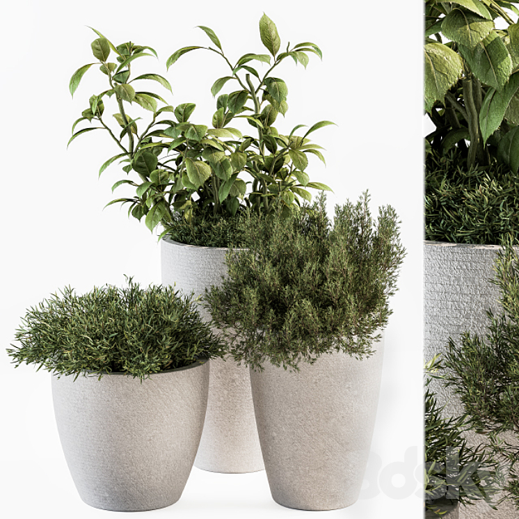 indoor Plant Set 191 – Plant in pot 3DS Max - thumbnail 1